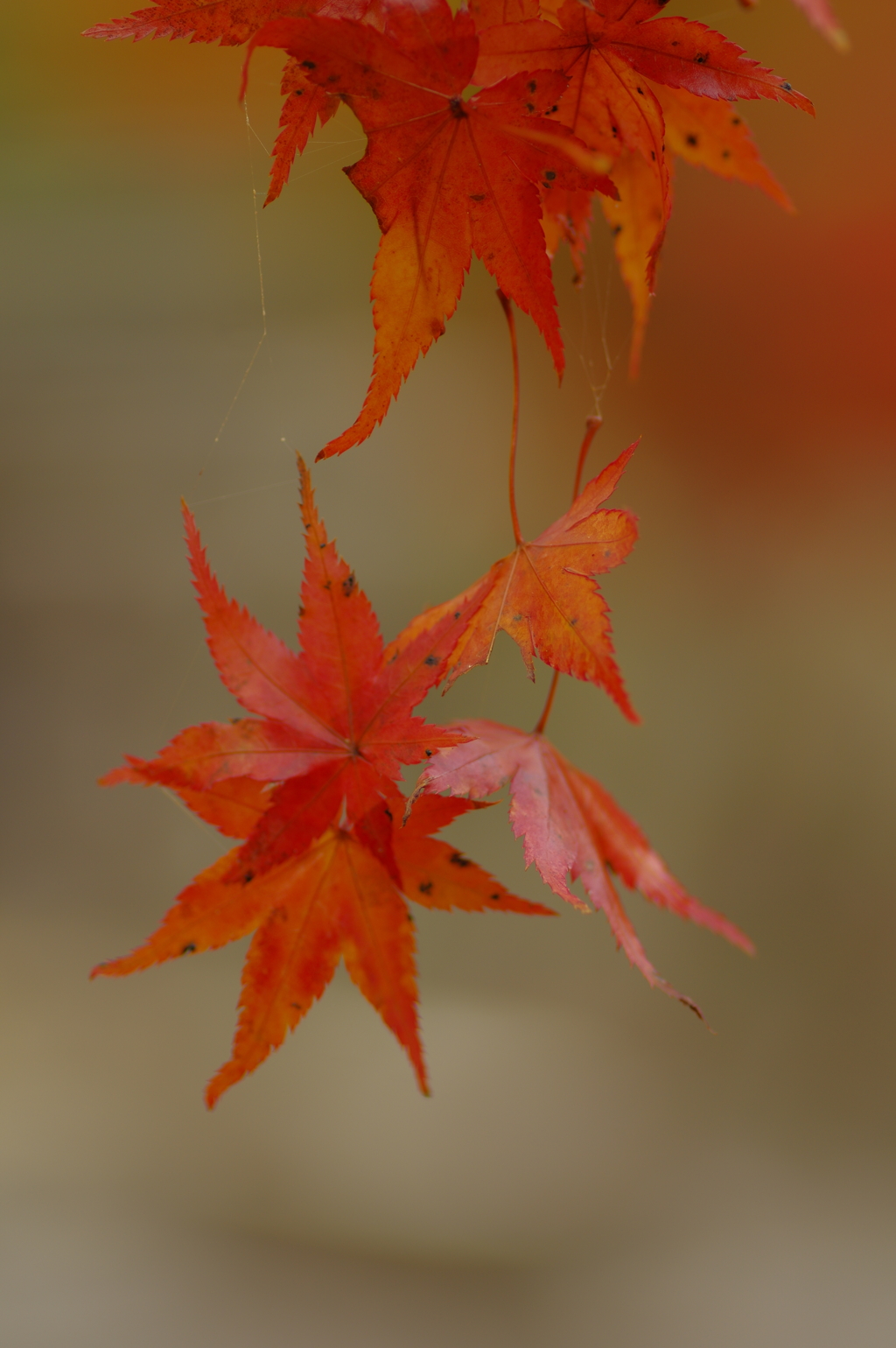 夫婦で紅葉狩り