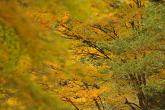 紅葉狩り２０２１