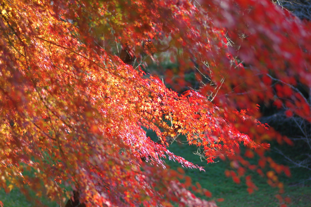 伊藤公記念公園の紅葉