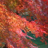 伊藤公記念公園の紅葉