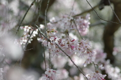 今年の桜は見頃が撮れず