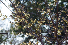 冠梅園