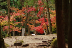 紅葉狩り２０２１