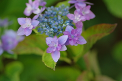 紫陽花は咲いても梅雨入りしない