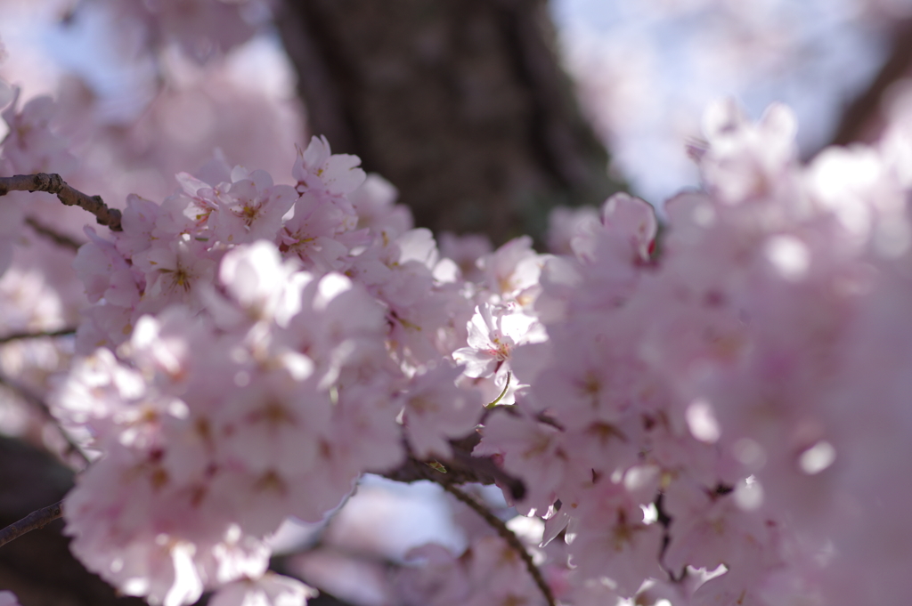 親子で花見散歩