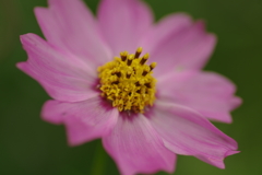 IMGP2248