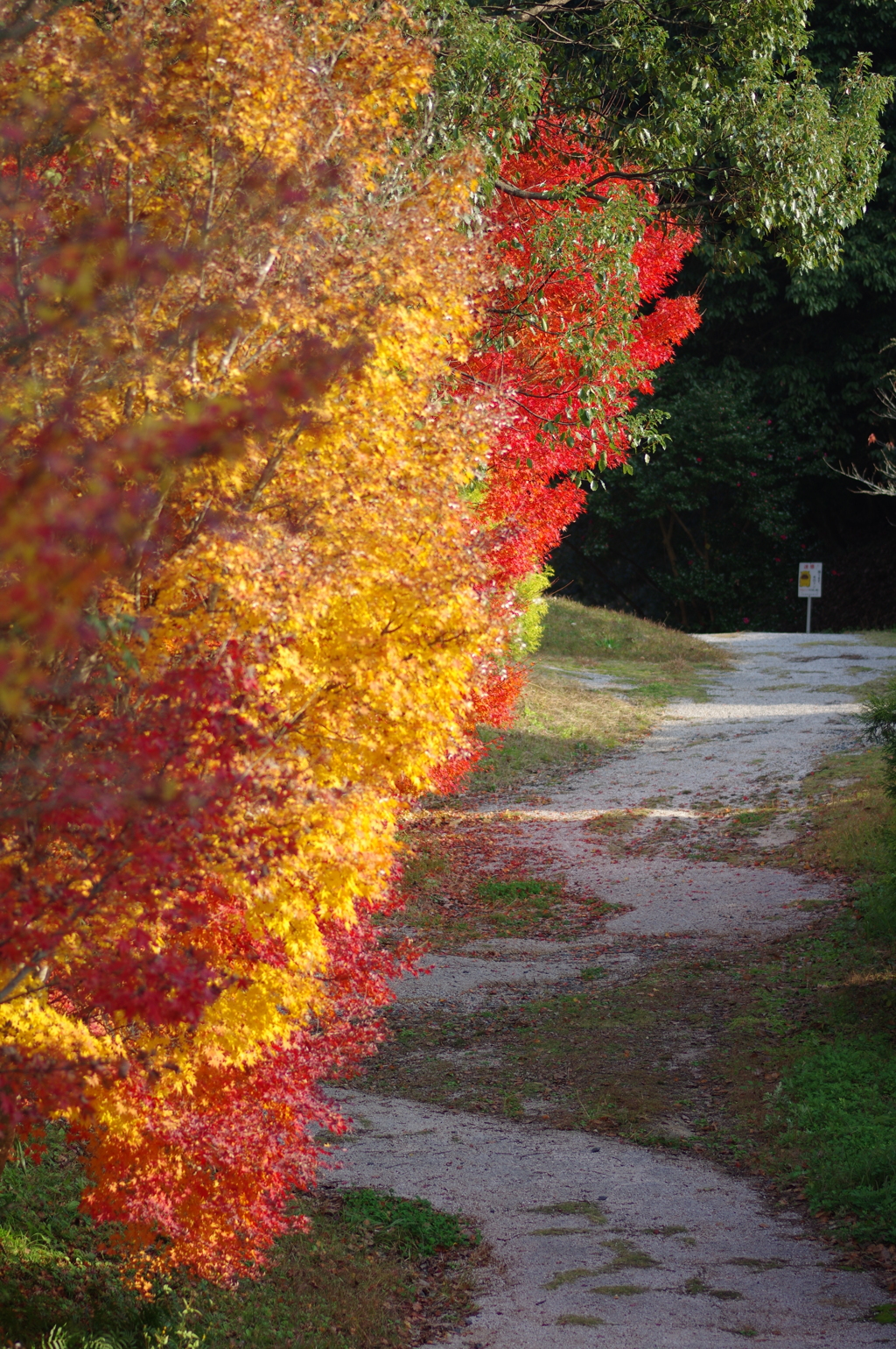 伊藤公記念公園の紅葉