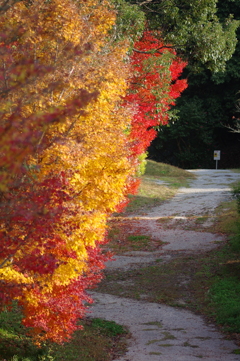 伊藤公記念公園の紅葉