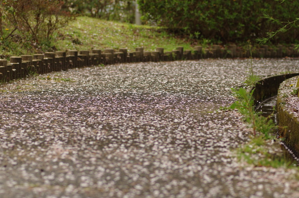 雨上がりお花見2021
