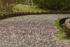 雨上がりお花見2021