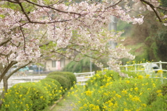 雨上がりお花見2021
