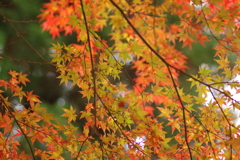 紅葉狩り２０２１