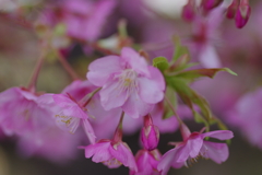 河津桜2020