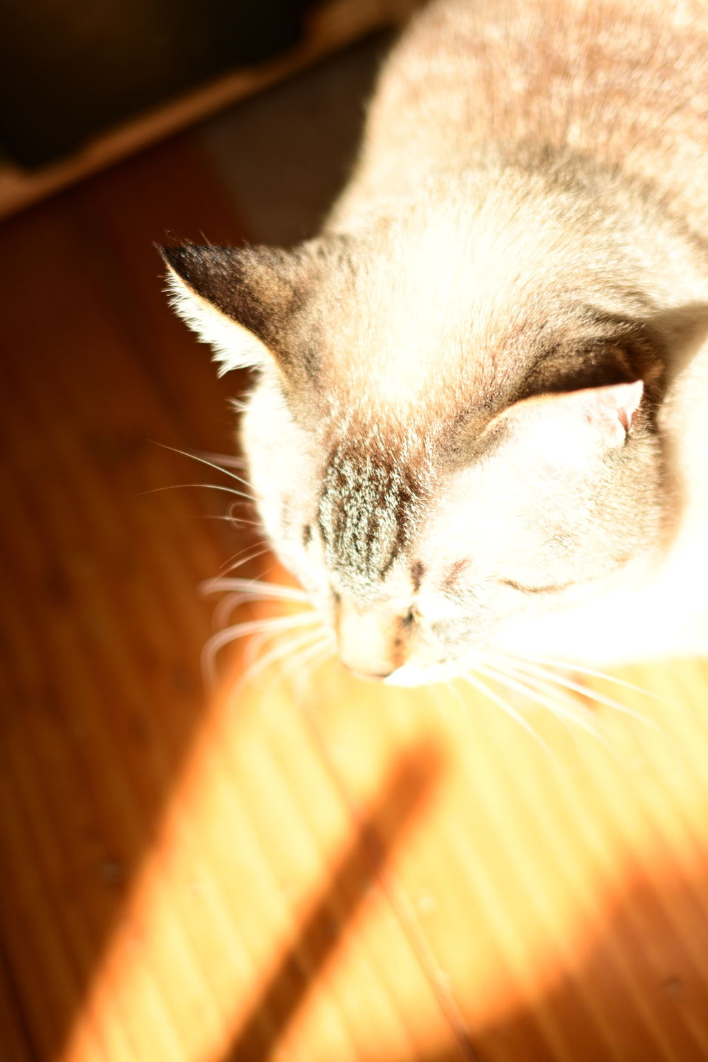 山猫軒