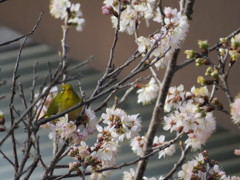 メジロ狙いを定める