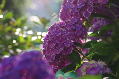 実家の紫陽花