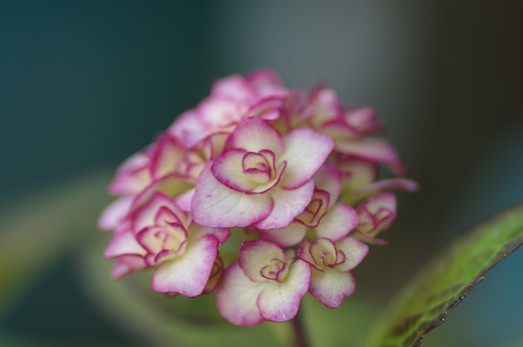 紫陽花は咲いても梅雨入りしない