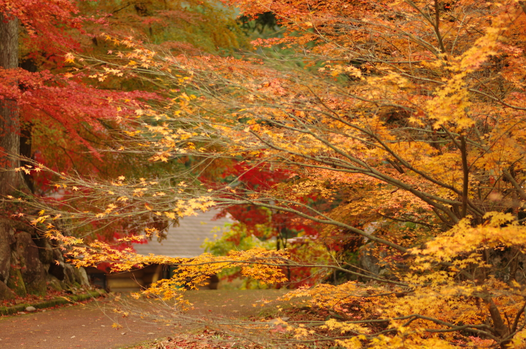 紅葉狩り２０２１