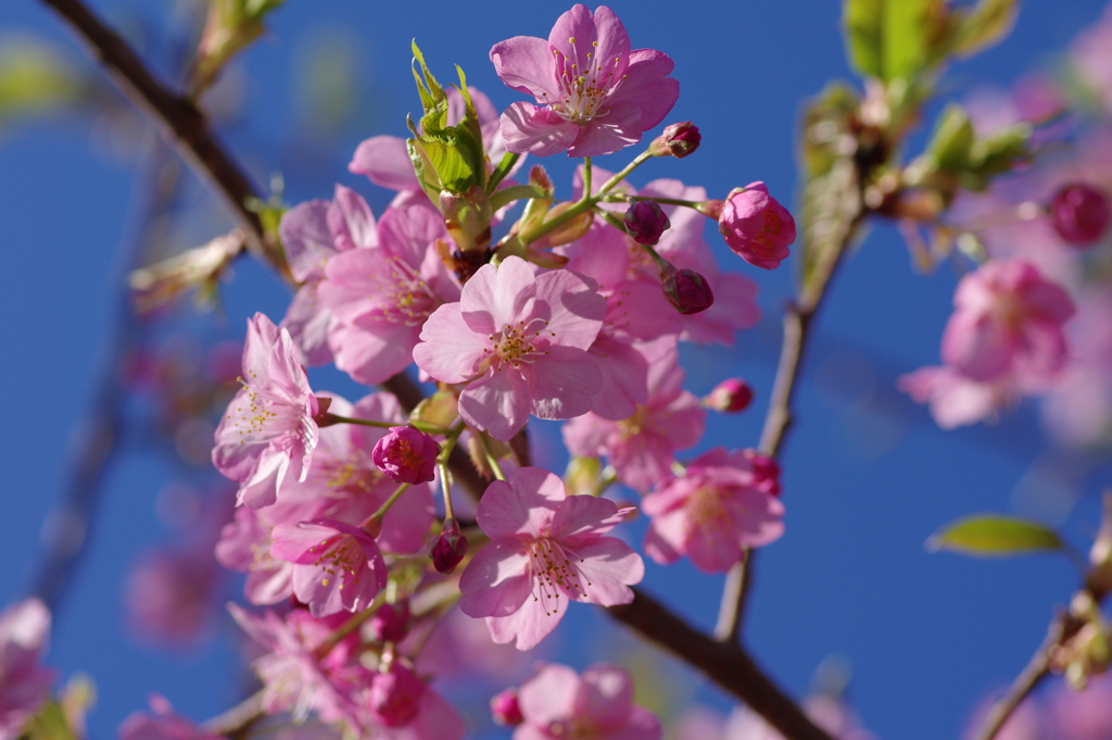 河津桜2020