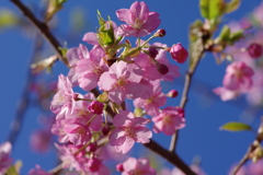 河津桜2020