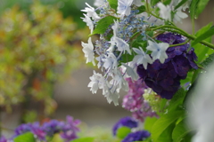 雨に映える花