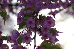 家族で河津桜