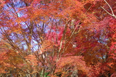 伊藤公記念公園の紅葉