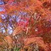 伊藤公記念公園の紅葉