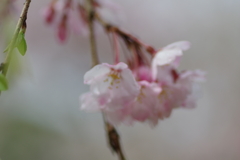 雨上がり一人でお花見