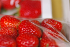 fruit