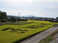 田んぼアート全体