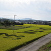 田んぼアート全体