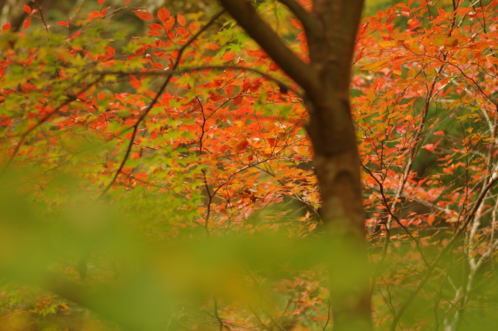 紅葉狩り２０２１