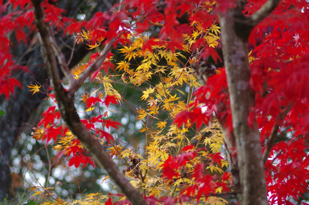 伊藤公記念公園の紅葉
