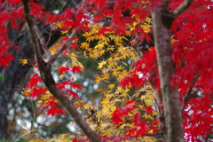 伊藤公記念公園の紅葉