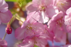 遅咲き河津桜