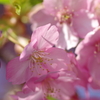 遅咲き河津桜
