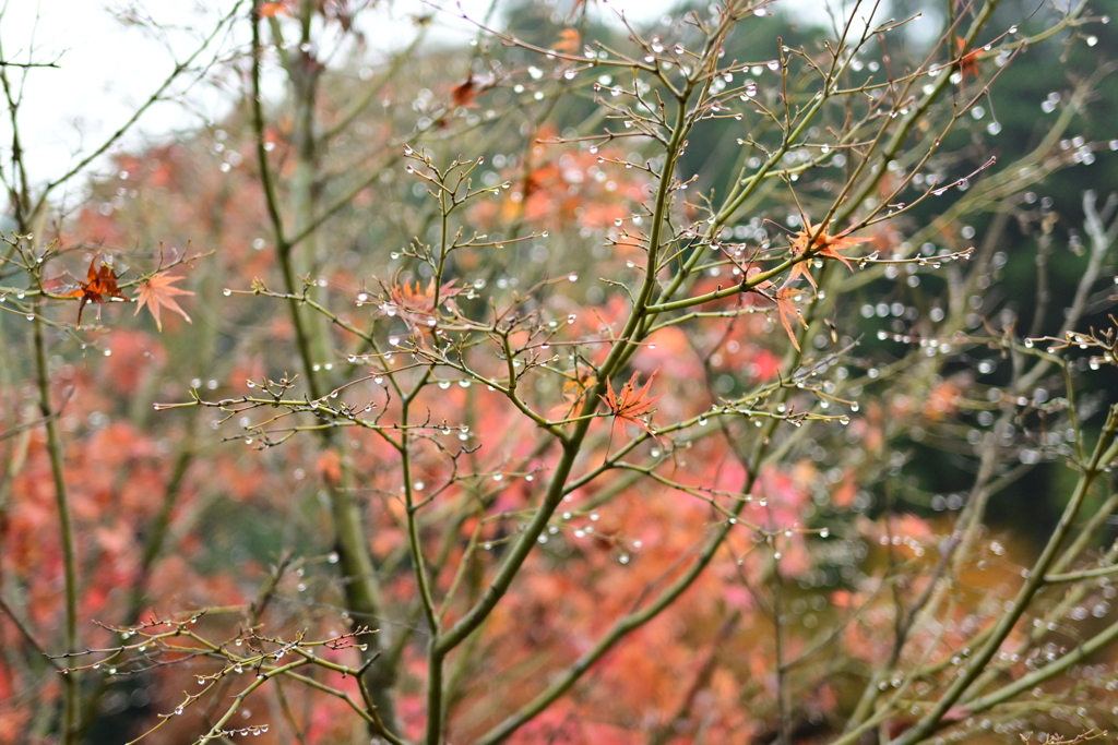 夫婦で紅葉狩り