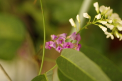 ハーデンベルギア