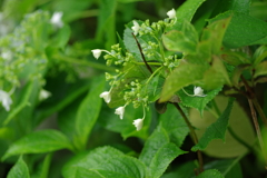 梅雨入りと紫陽花