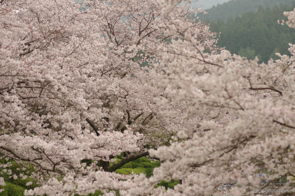 雨上がりお花見2021
