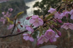 河津桜