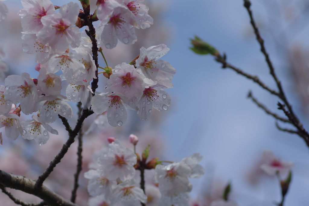 雨上がり一人でお花見
