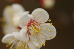 白梅