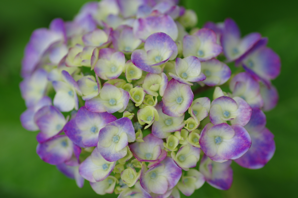 庭紫陽花