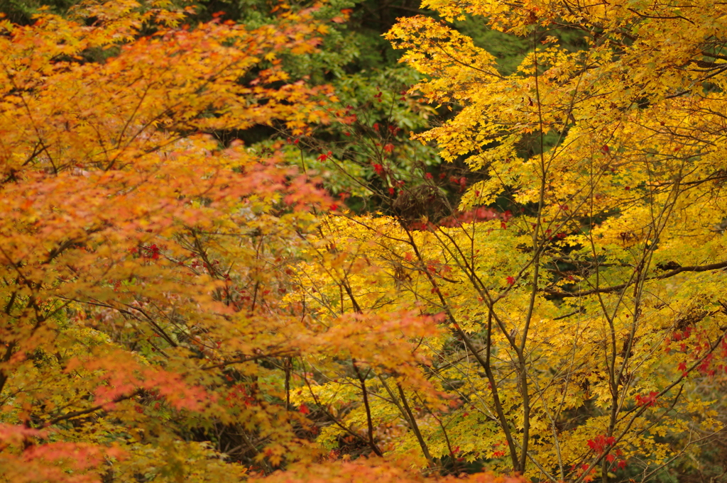 紅葉狩り２０２１