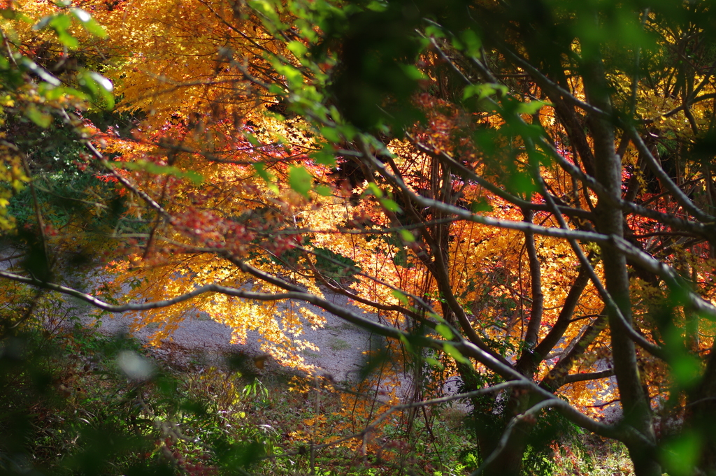 伊藤公記念公園の紅葉