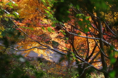 伊藤公記念公園の紅葉