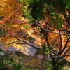伊藤公記念公園の紅葉