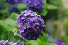 雨に映える花
